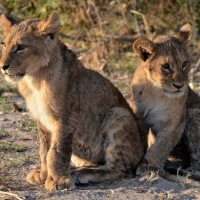 Lion Cubs