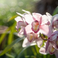 Orchids