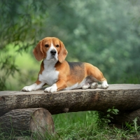 Cut Beagle