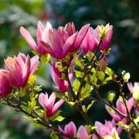 Magnolia