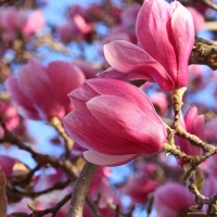 Magnolia