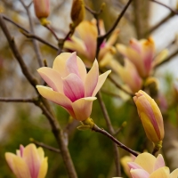 Magnolia