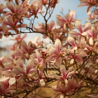 Magnolia