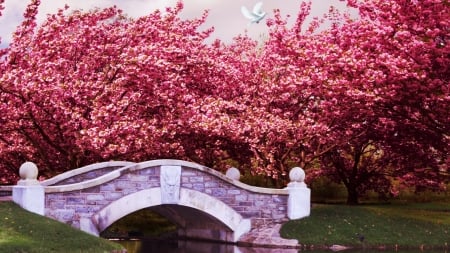 Spring in the park - river, trees, blossoms, sakura, cherry, bridge