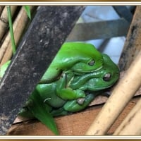 FRAMED FROGS