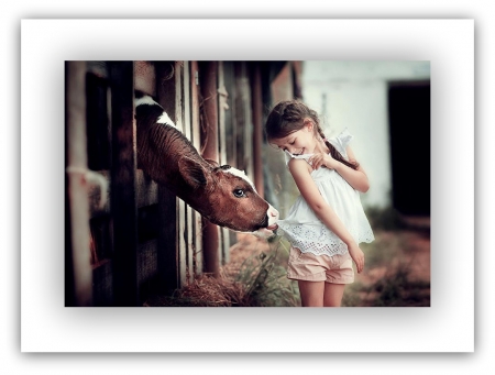 stay here... - animals, calv, child, cows