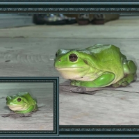 FROG COLLAGE