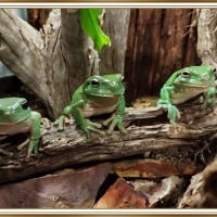 FRAMED FROGS