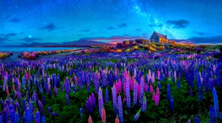 Spring night in New Zealand - lupine, house, blue, beautiful, evening, spring, night, stars, countryside, New Zealand, field, hut, cottage, sky