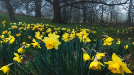 Flowers in the woods, Leighton Buzzard, Bedfordshire, England - blossoms, trees, daffodils, spring, forest