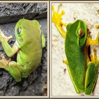 FROG COLLAGE