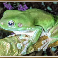 FRAMED FROG