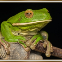 FRAMED FROG