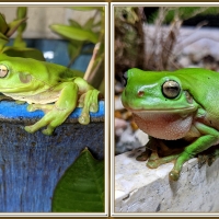 FROG COLLAGE