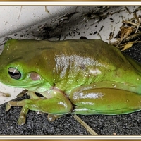 FRAMED FROG