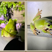 FROG COLLAGE