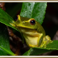 FRAMED FROG