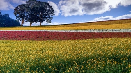 Blooming Field - flowers, clouds, trees, blossoms, landscape, colors, sky