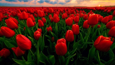 Tulip field in the Netherlands - clouds, plantation, blossoms, red, spring, sky