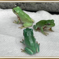 FRAMED FROGS