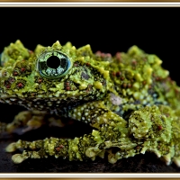 MOSSY FROG