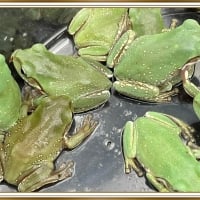 FRAMED FROGS