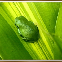 FRAMED FROG