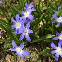 Blue Spring Flowers