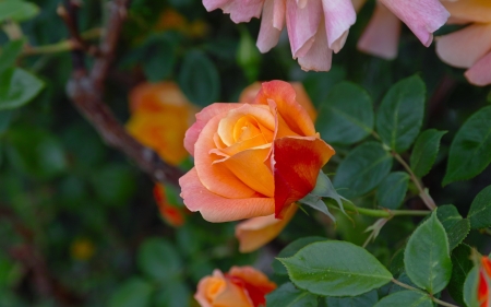 Orange Rose - Flowers & Nature Background Wallpapers on Desktop Nexus