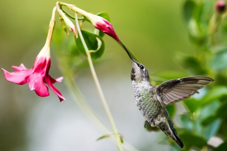 Hummingbird - beak, bird, bud, flowers