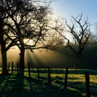 Sunrise over Field