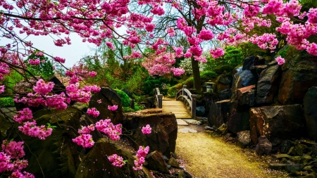 Japanese Garden - trees, spring, blossoms, park, path