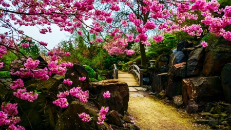 Japanese Garden - path, blossoms, trees, spring, park