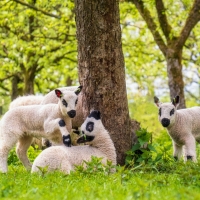 Lambs