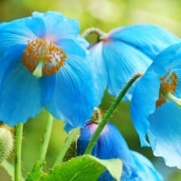 Blue Himalyan poppy