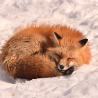 Fox Sleeping in Snow