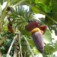 Banana Flower