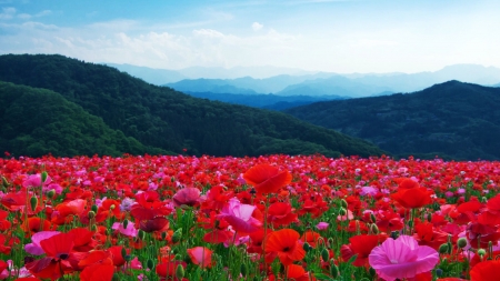 Spring Flowers - poppies, hills, blossoms, red, field, clouds, sky, mountains
