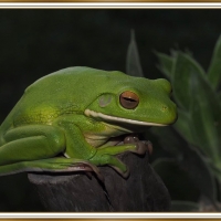 FRAMED FROG