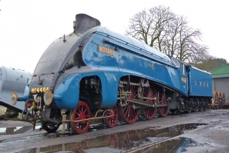 4464 Bittern