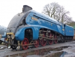 4464 Bittern