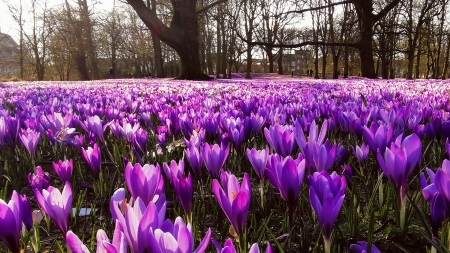 Crocuses