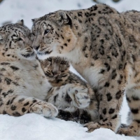 ** Snow Leopards** of ..Central Asian Ghosts...''Endangered Species