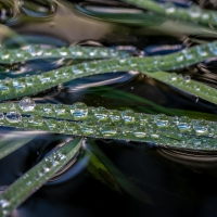 Water Drops on Leaves