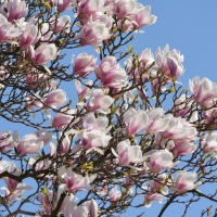 Magnolia