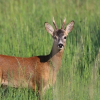 Roe Deer