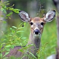 White-tailed Deer