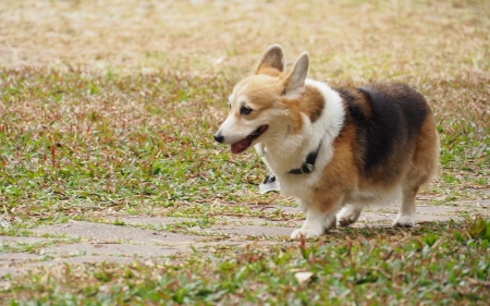 Pembroke Welsh Corgi - dog, Corgi, nature, Pembroke, animal