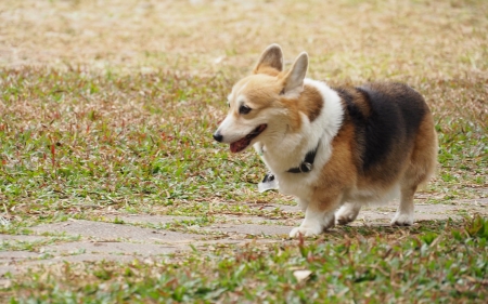 Pembroke Welsh Corgi