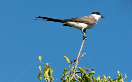 Swallow - bird, animal, branch, swallow, sky